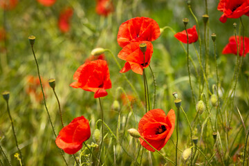 Fototapeta premium Red poppies in green meadow during sunny day