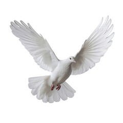 Pigeon isolated on transparent background, White dove isolated over transparent background, Pigeon flying. generative ai