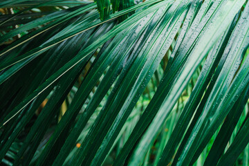 Close up of lush green palm tree leaf