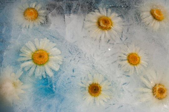 Frozen flower