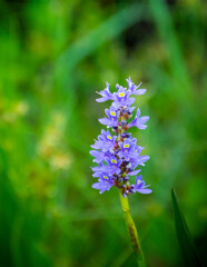 Florida Wild Flowers 