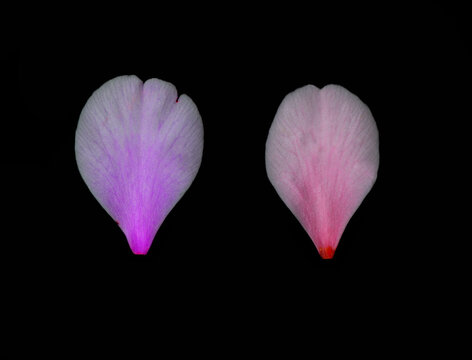 Close-Up of Two Digitally Enhanced Rose Petals 