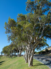Parallel Row of Green Trees on a Ridgeline in Hawaii.