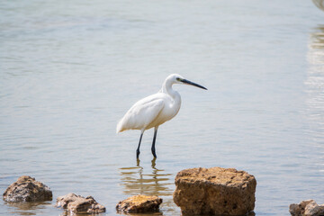 The small white heron or Little egret stands in the lake