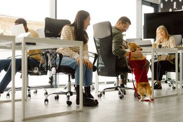 Modern workspace furry office companion
