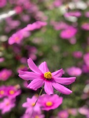 cosmos flower