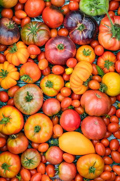 Assortment of ripe tomatoes varieties 