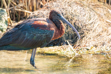 The glossy ibis, latin name Plegadis falcinellus, searching for food in the shallow lagoon.