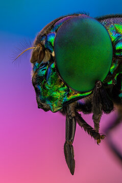 Jewel Fly / Hover Fly 