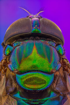 Jewel Fly / Hover Fly 