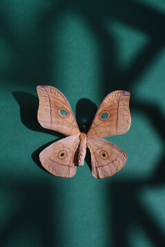 silk moth