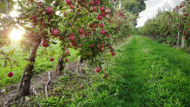 Flying in apple orchard, France. Ripe red apples ready to pick at harvest time. Cultivar Braeburn.