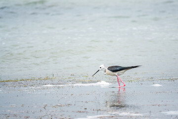 Cute water bird. Black winged Stilt feeding in the lake. Black winged Stilt, or or pied stilt,...