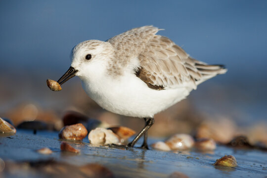 Sanderling