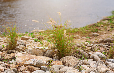 Grass flowers grow near the stream.