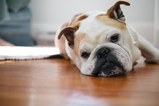 Bulldog resting on floor at home.
