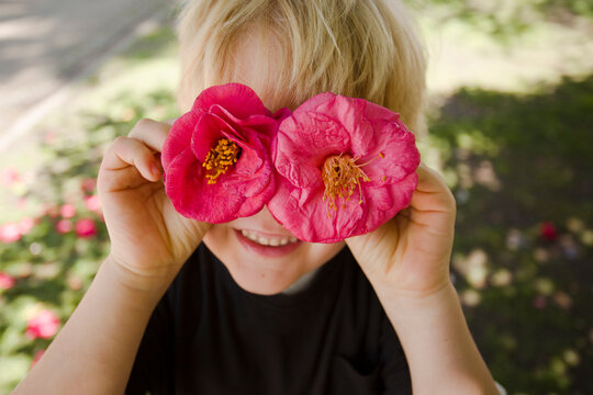camellians flowers