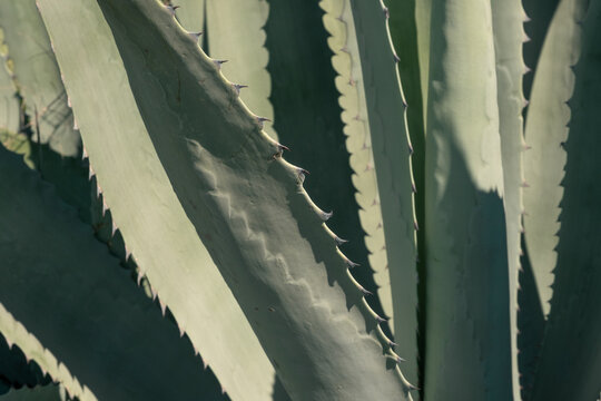 Agave Americana Plant Closeup