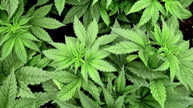 Marijuana plants growing in Thailand