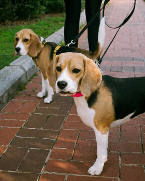 Two beagle dogs on the road near they owners