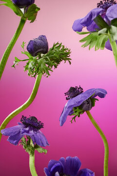 Flowers on a gradient blue background
