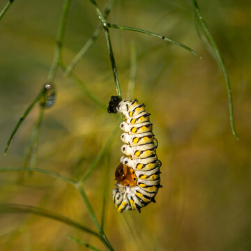 Swallowtail butterfly caterpillar on a fennel plant with dew