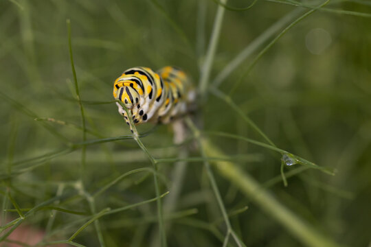 Swallowtail butterfly caterpillar on a fennel plant