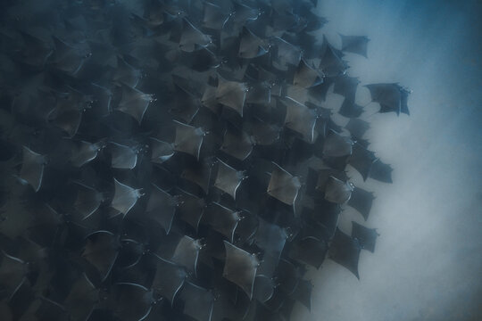 mega pod of mobula rays