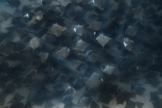 mega pod of mobula rays