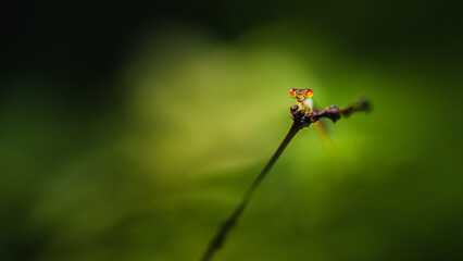 A orange damselfly perched on a tree branch and nature background, Selective focus, insect macro, Colorful insect in Thailand.