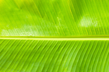 Fresh banana leaf for background