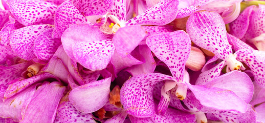 Obraz na płótnie Canvas Beautiful Thai bouquet orchid flower for pray to Buddha