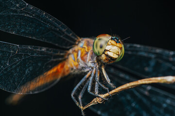 A dragonfly perched on a tree branch and nature background, Selective focus, insect macro, Colorful insect in Thailand.