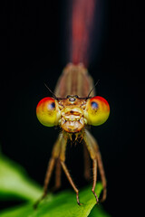 A beautiful little orange Damselfly perched on green leaf and nature background, Selective focus, insect macro, Colorful insect in Thailand.