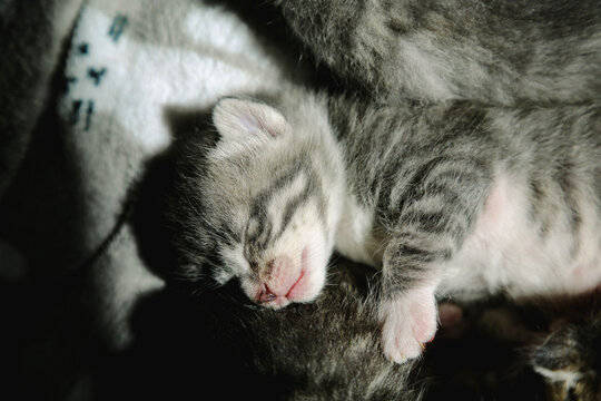 Three week old kittens