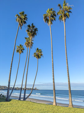 California palm trees overlooking the Pacific Ocean