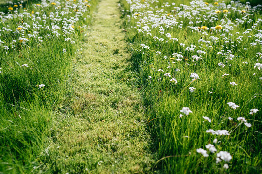 path in the lawn