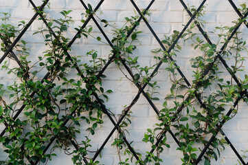 Jasmine climbing a trellis