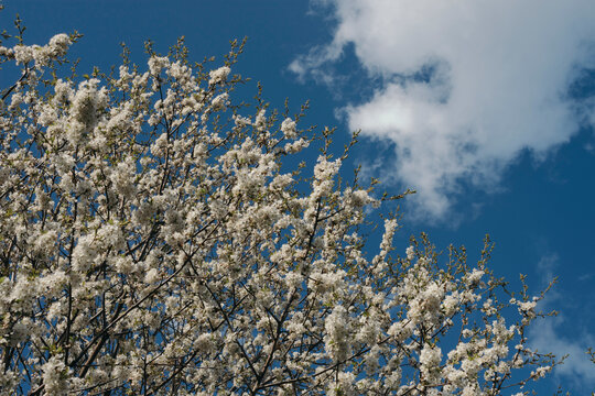 Cherry tree under blue sky