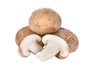 Shiitake mushroom on transparent png