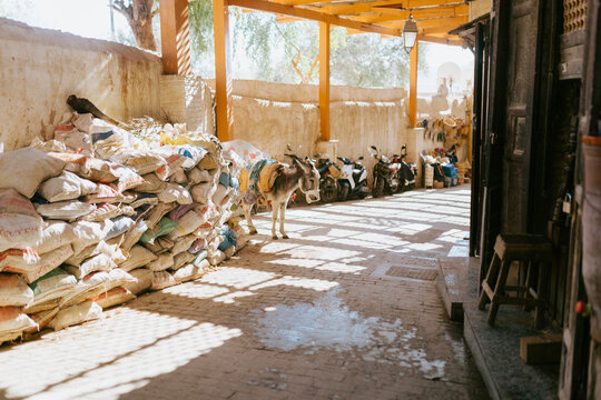 Donkey with a muzzle