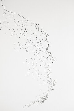 Black and white image of birds flying
