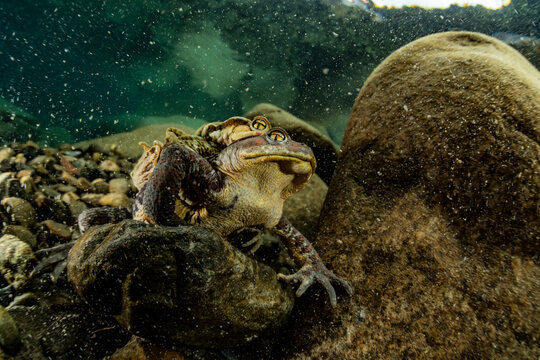 Breeding behavior of toads
