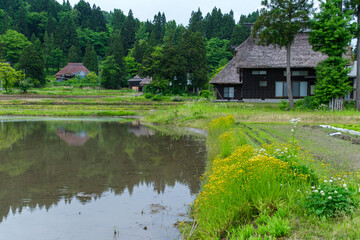 Obraz premium 茅葺屋根と水田