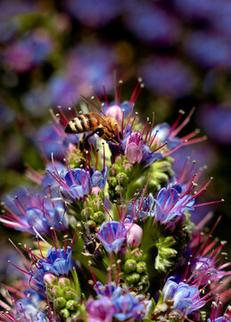 Bumble Bee Pollinating Flowers