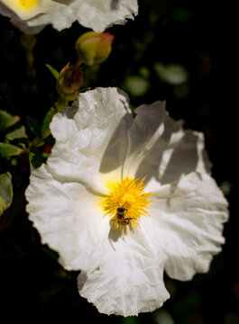 Honeybee Pollinates White Flower 