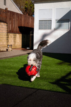 Old English Sheepdog Plays Fetch