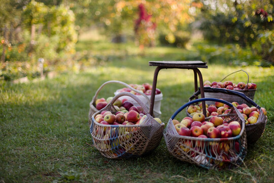 apple harvest