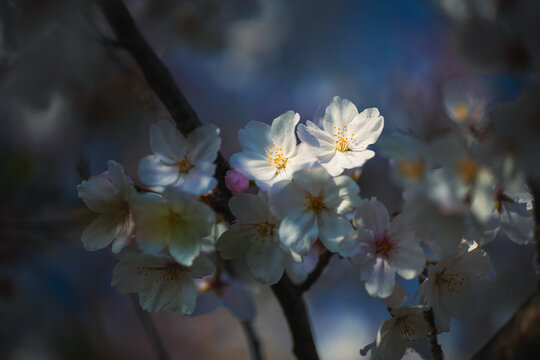Cherry Blossoms In Sunlight