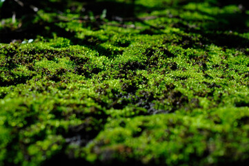 ground moss background